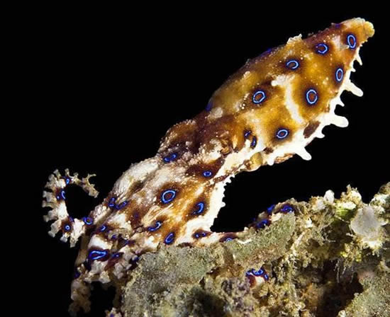 ahtapot4.jpg ahtapot4.jpg