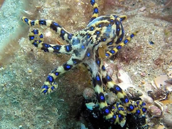 ahtapot5.jpg ahtapot5.jpg