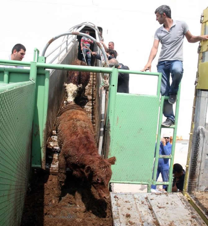 angus2.jpg angus2.jpg