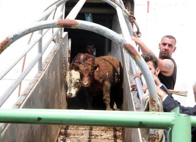 angus3.jpg angus3.jpg