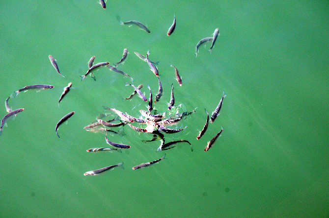 balik-005.jpg balik-005.jpg