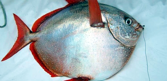 balik2-005.jpg balik2-005.jpg