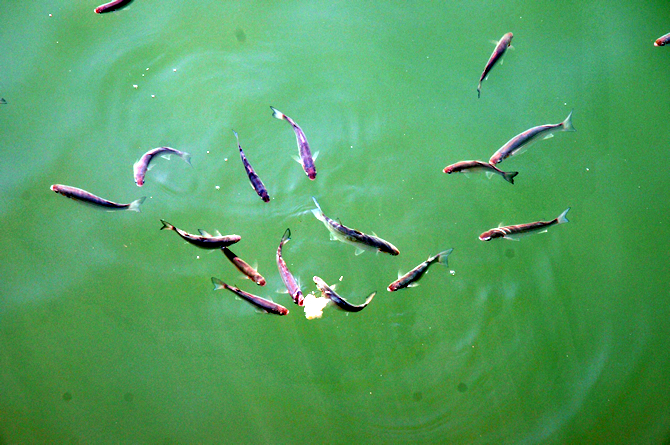 balik3-001.jpg balik3-001.jpg