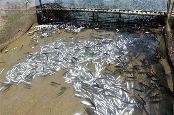 balik6-001.jpg balik6-001.jpg