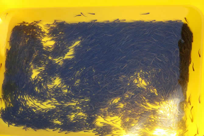 balik_3.jpg balik_3.jpg