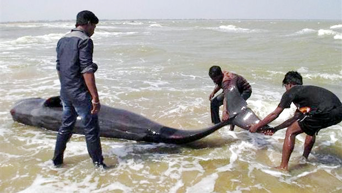 balina-004.jpg balina-004.jpg