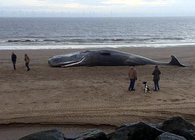 balina-005.jpg balina-005.jpg