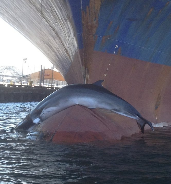 balina-007.jpg balina-007.jpg