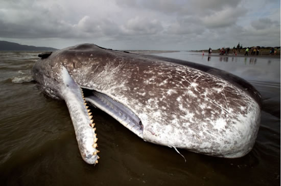 balina.20130117132902.jpg balina.20130117132902.jpg