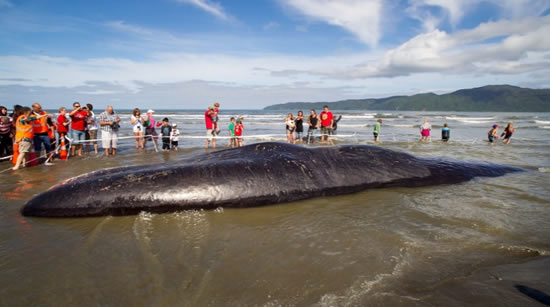 balina.jpg1.jpg balina.jpg1.jpg