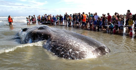 balina.jpg2.jpg balina.jpg2.jpg