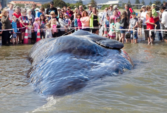 balina.jpg3.jpg balina.jpg3.jpg