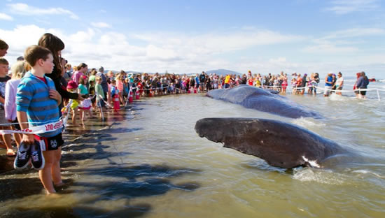 balina.jpg4.jpg balina.jpg4.jpg