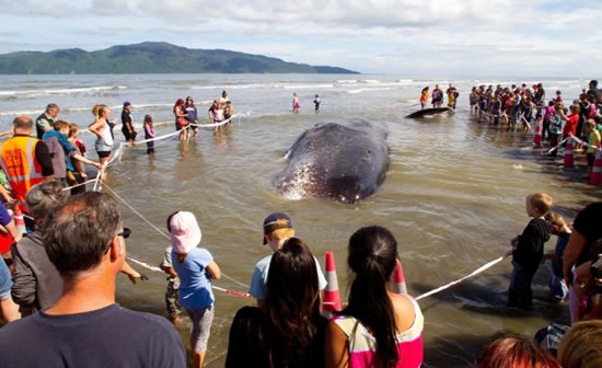 balina.jpg5.jpg balina.jpg5.jpg