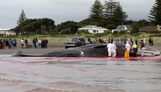 balina.jpg6.jpg balina.jpg6.jpg