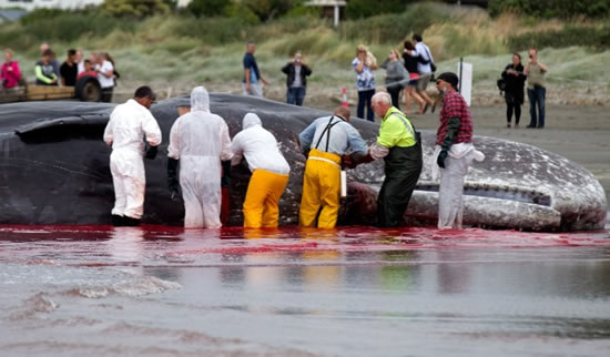 balina.jpg7.jpg balina.jpg7.jpg