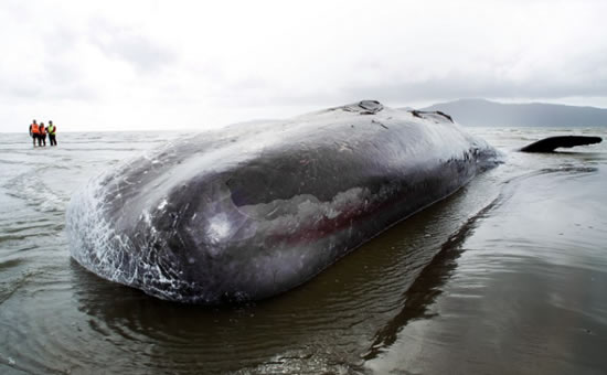 balina.jpg8.jpg balina.jpg8.jpg