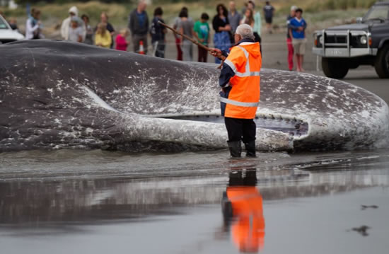 balina.jpg9.jpg balina.jpg9.jpg