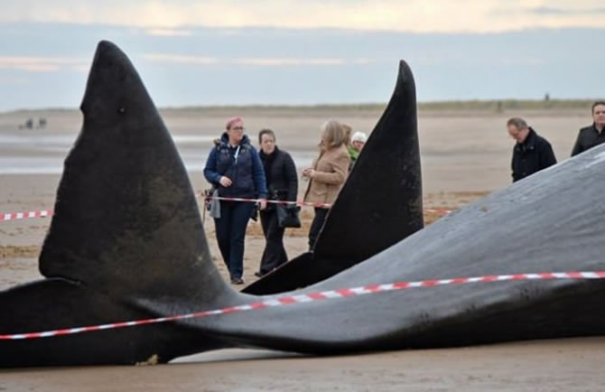 balina1-006.jpg balina1-006.jpg