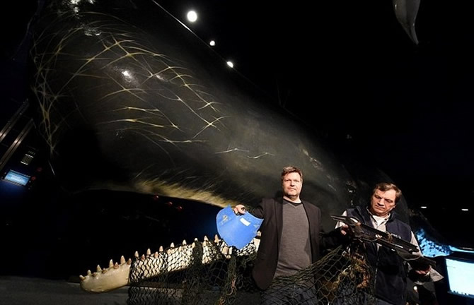 balina1-007.jpg balina1-007.jpg