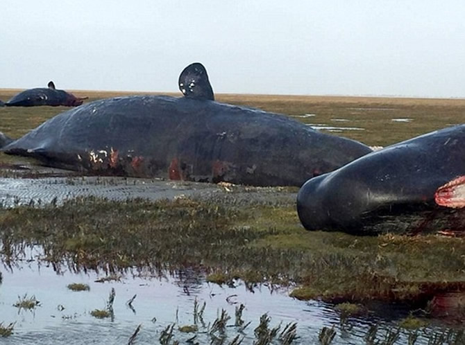 balina2-008.jpg balina2-008.jpg