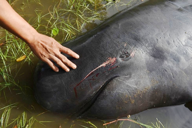 balina2-010.jpg balina2-010.jpg