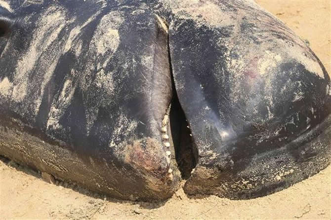 balina3-003.jpg balina3-003.jpg