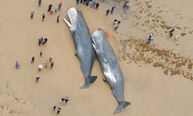 balina3-005.jpg balina3-005.jpg