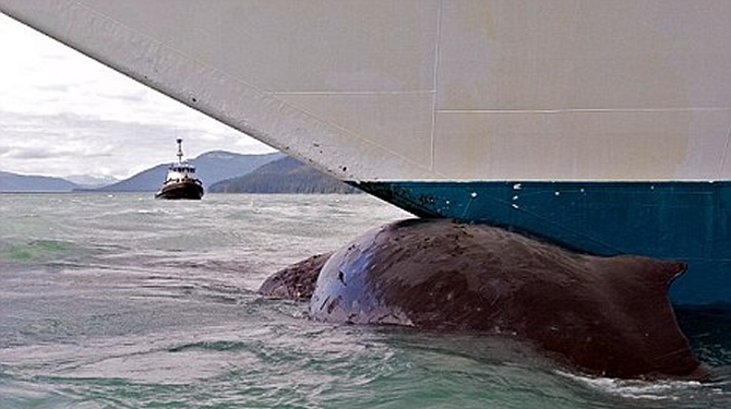 balina3-006.jpg balina3-006.jpg