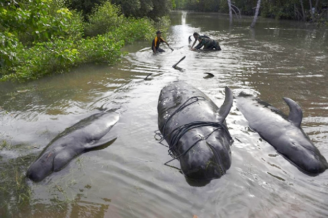 balina3-008.jpg balina3-008.jpg