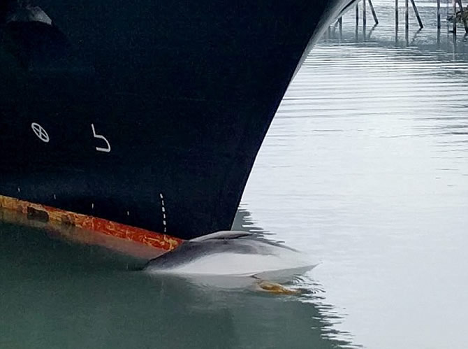 balina4-003.jpg balina4-003.jpg