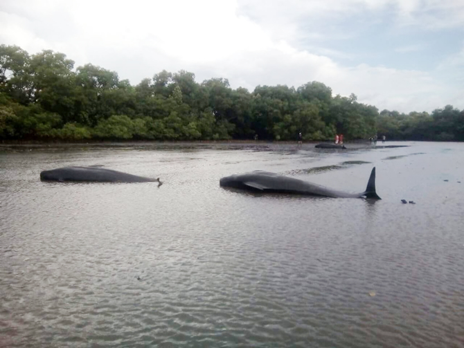 balina4-004.jpg balina4-004.jpg