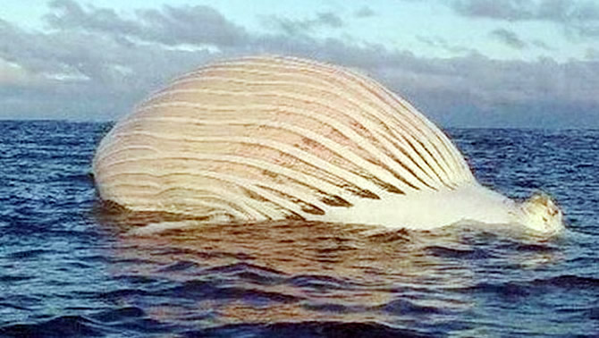 balina_2.jpg balina_2.jpg