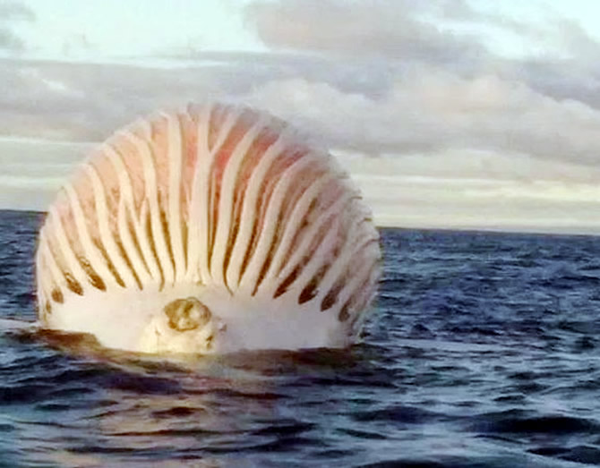 balina_3.jpg balina_3.jpg