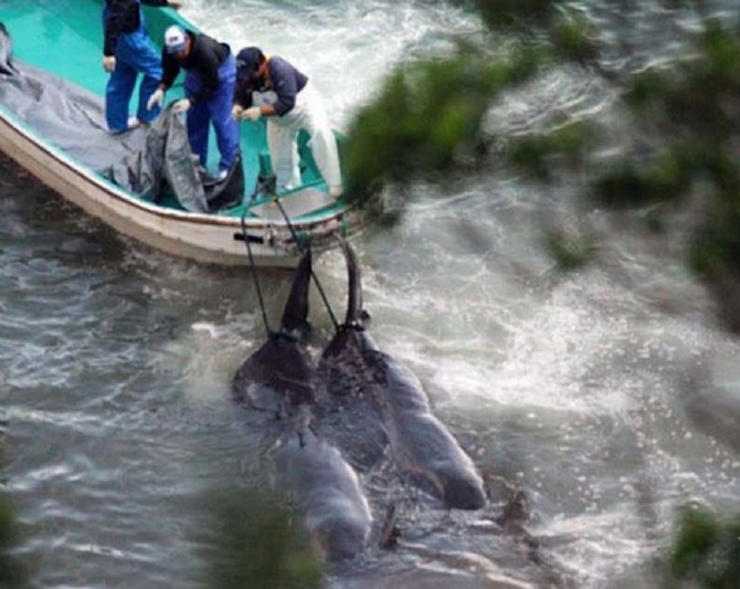 balina_katlima.jpg balina_katlima.jpg