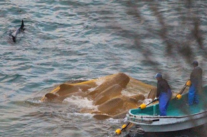 balina_katlima1.jpg balina_katlima1.jpg