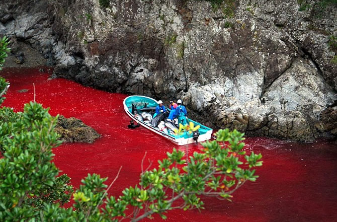 balina_katlima2.jpg balina_katlima2.jpg