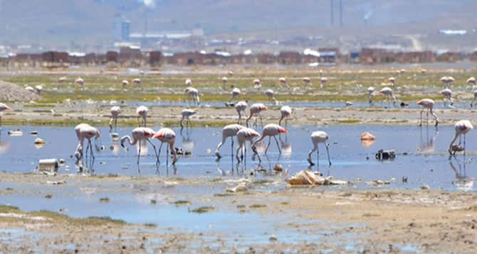 bolivya_gol5.jpg bolivya_gol5.jpg