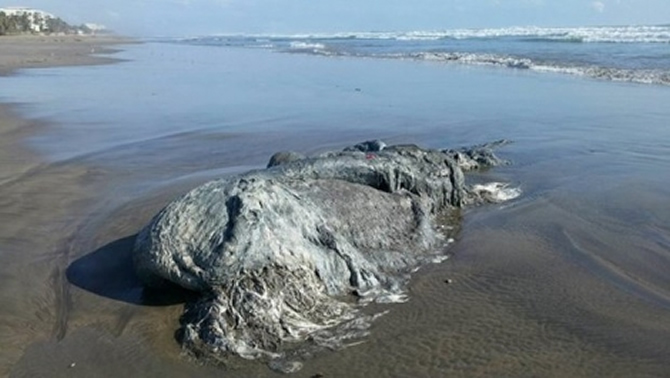 canavar_1.jpg canavar_1.jpg