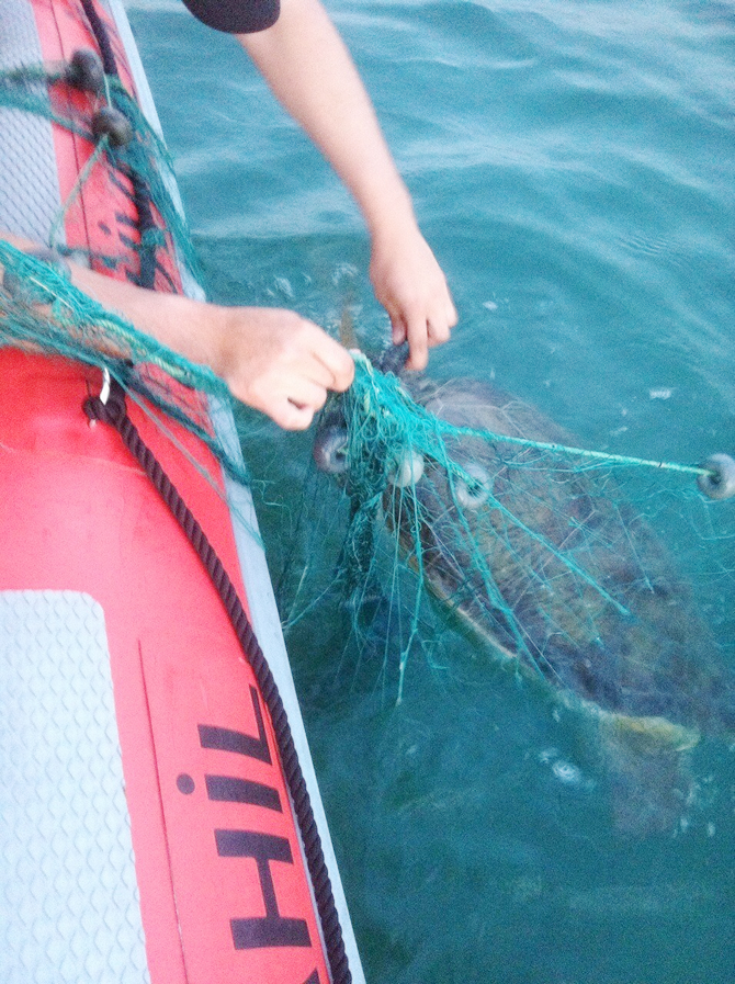 caretta-002.jpg caretta-002.jpg