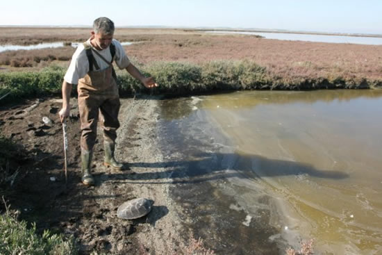 caretta.20130115134938.jpg caretta.20130115134938.jpg