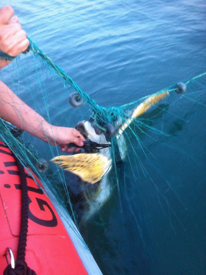 caretta1-002.jpg caretta1-002.jpg