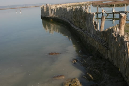 caretta1.20130115134949.jpg caretta1.20130115134949.jpg