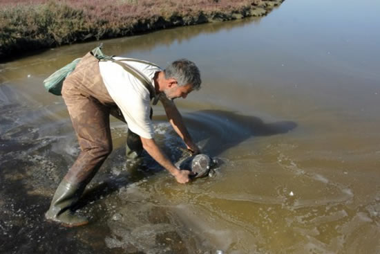 caretta2.20130115134959.jpg caretta2.20130115134959.jpg