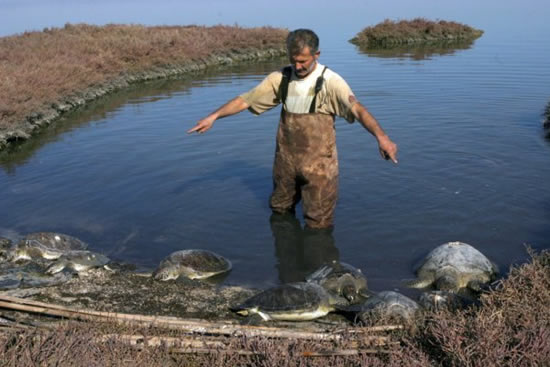 caretta3.20130115135010.jpg caretta3.20130115135010.jpg