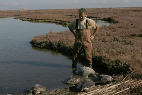 caretta4.20130115135039.jpg caretta4.20130115135039.jpg