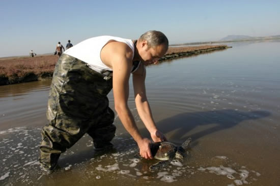 caretta6.20130115135107.jpg caretta6.20130115135107.jpg