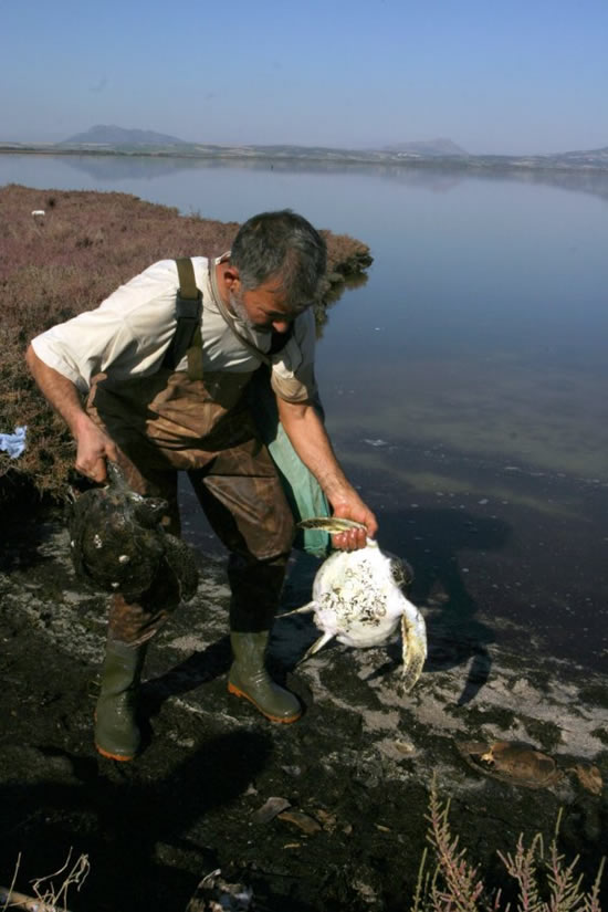 caretta7.jpg caretta7.jpg