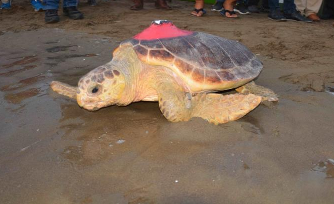 caretta_.jpg