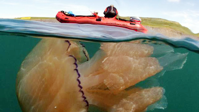 denizanasi-001.jpg denizanasi-001.jpg